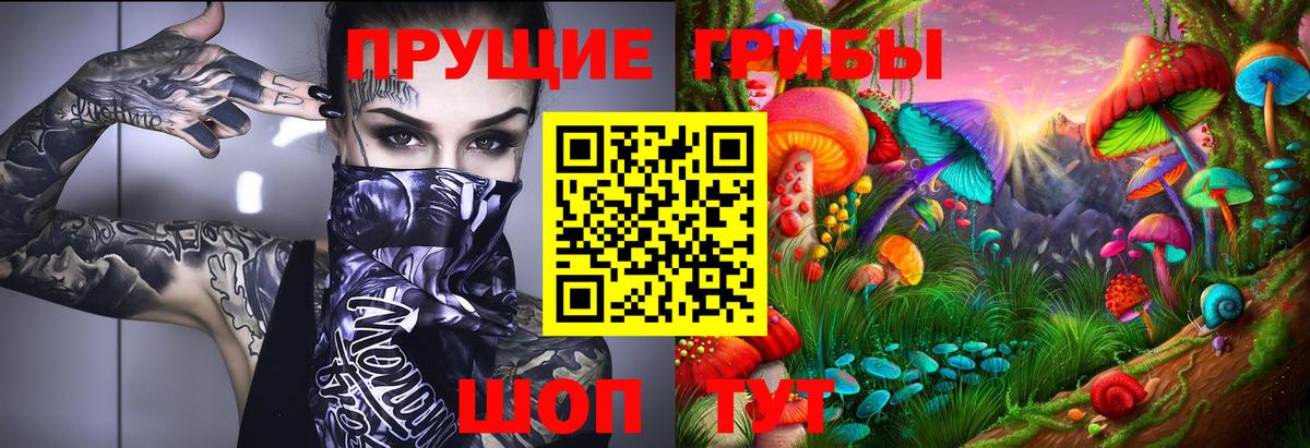 Псилоцибиновые грибы Psilocybe Тихвин